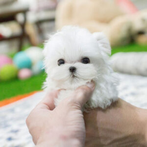Maltese - Benny