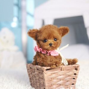Poodle - zougi