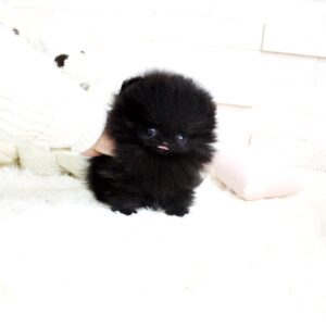 Pomeranian-  Buddy