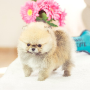 Pomeranian  - Benjamin