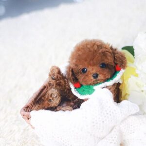 Poodle - hornny