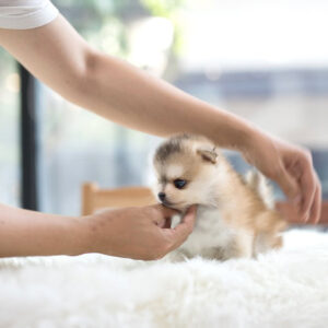Pomsky - Blake
