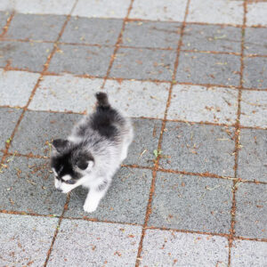 Pomsky - Blue