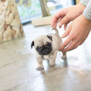 Pug - Lola