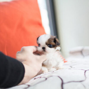 Shih Tzu - Dorothy