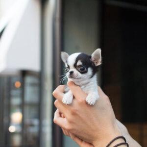 Chihuahua -Athena