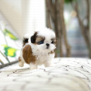 Breed: Shih Tzu - Donut