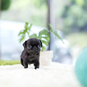 Pug - Felix