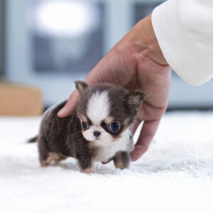 Chihuahua- Axel