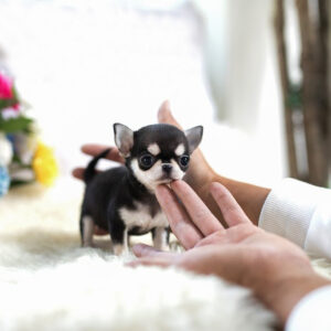 Chihuahua - Baer