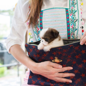 Shih Tzu - Lucy