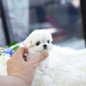 Maltese - Bentley