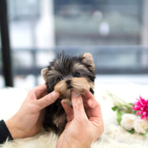 Shih Tzu -