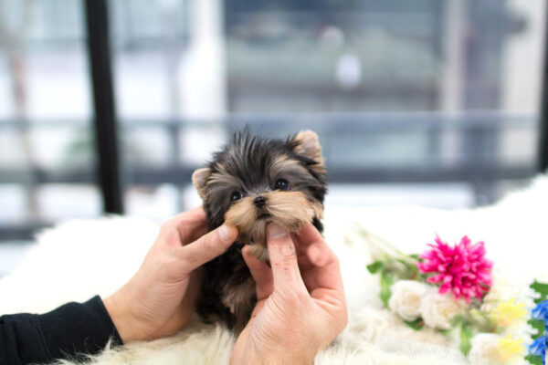 Shih Tzu -