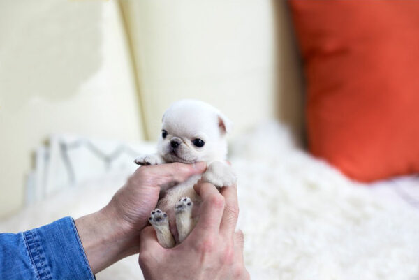 Pug - Ruby