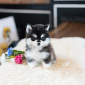 Pomsky - smokey