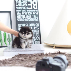 Pomeranian - Anniala