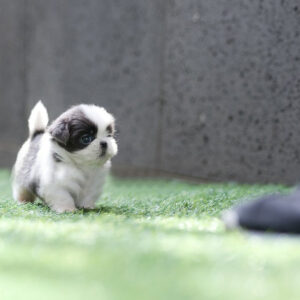 Shih Tzu - Zorro