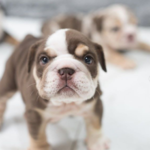 English Bulldog-Golden