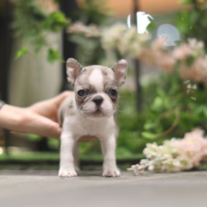 French Bulldog-Athena
