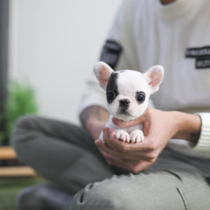 French Bulldog-Tia