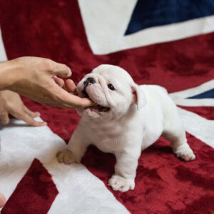 English Bulldog-bobby