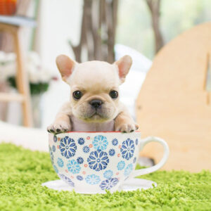 French Bulldog-Ben cream