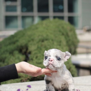 French Bulldog-Rocky