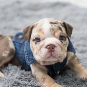 English Bulldog-Sweetheart
