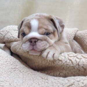 English Bulldog-Morpy