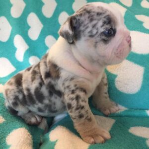 English Bulldog-Nashly