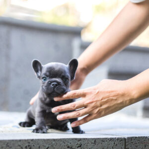 French Bulldog-Hulk