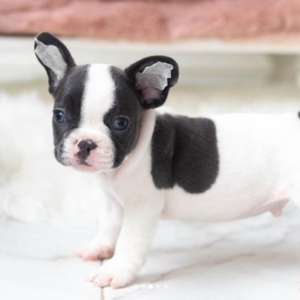French Bulldog-Faith