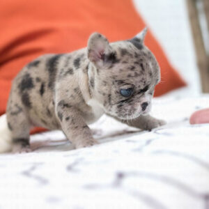 French Bulldog-Rolly