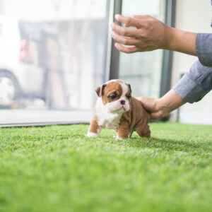 English Bulldog-Dexter
