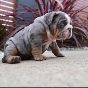 English Bulldog-Kelly