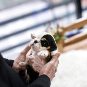 English Bulldog-Mercy