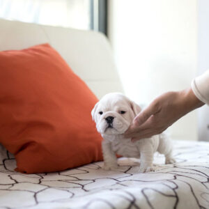 English Bulldog-Michela