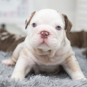 English Bulldog-Queen