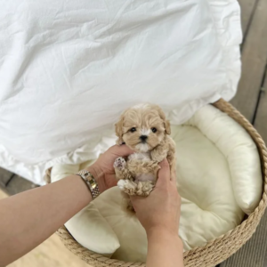 Maltipoo-Morgan