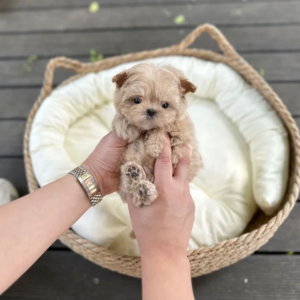 Maltipoo-Jessie