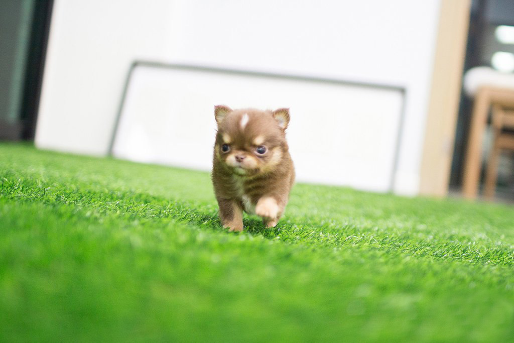 teacup chihuahua puppies for sale